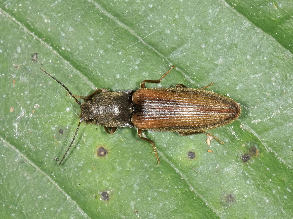 Elateridae n 3 - Athous cfr. flavipennis